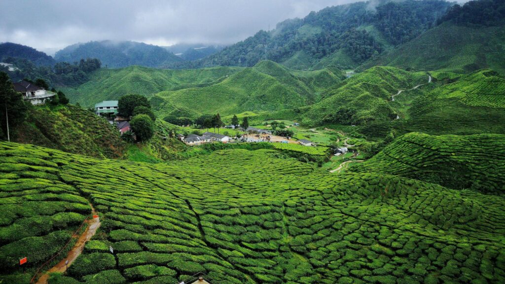 Agriculture au Cameroun - Opportunite d'investissements - Etablissements Prestige Services